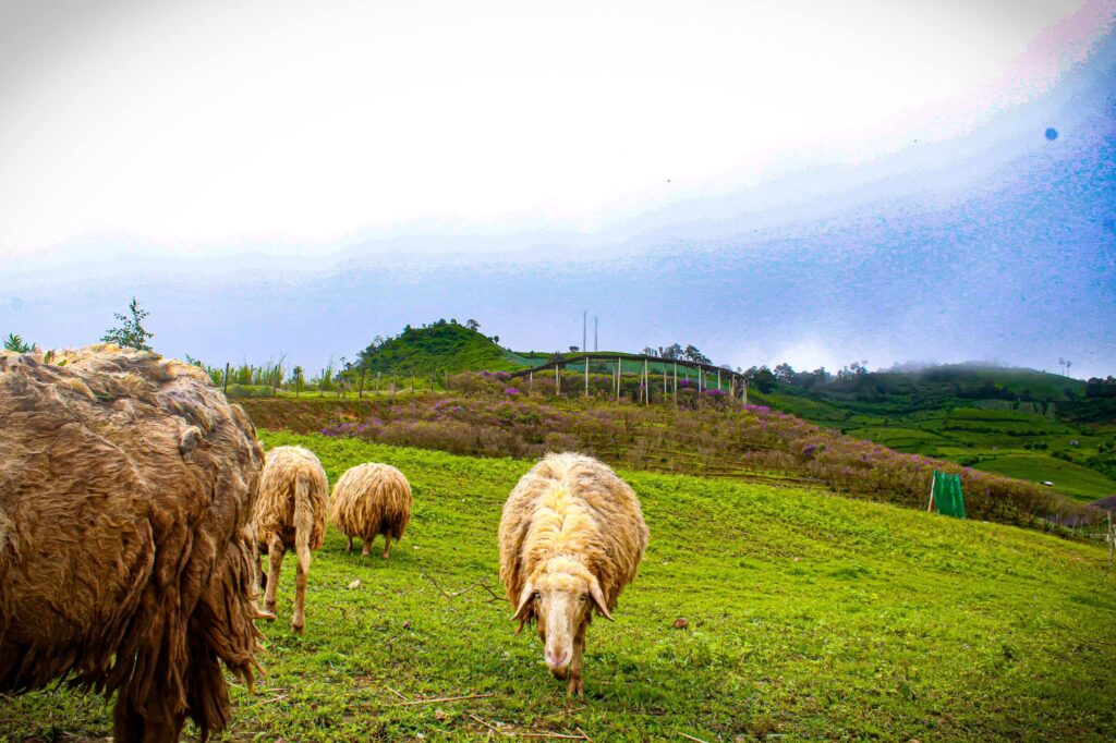 481333905 652256183979241 7941566337387971327 n