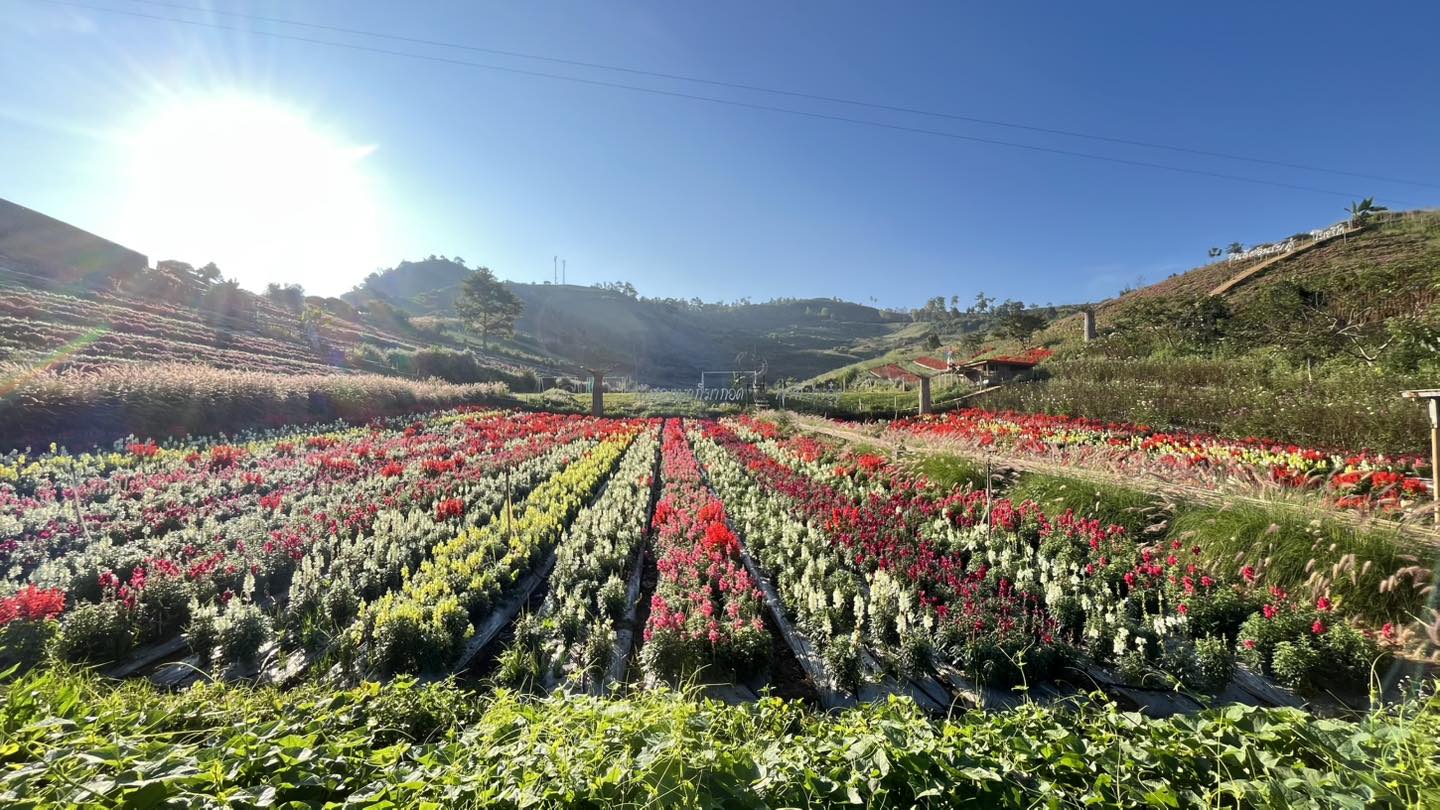 484503521 661432579728268 2773989897061608250 n